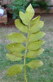  Leaf (Adaxial view)